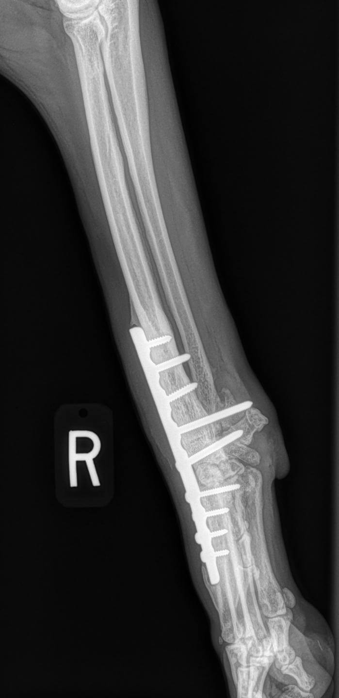 Carpal Hyperextension Oakdale Veterinary Group